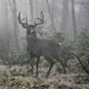 Meet your Posher, Lynne